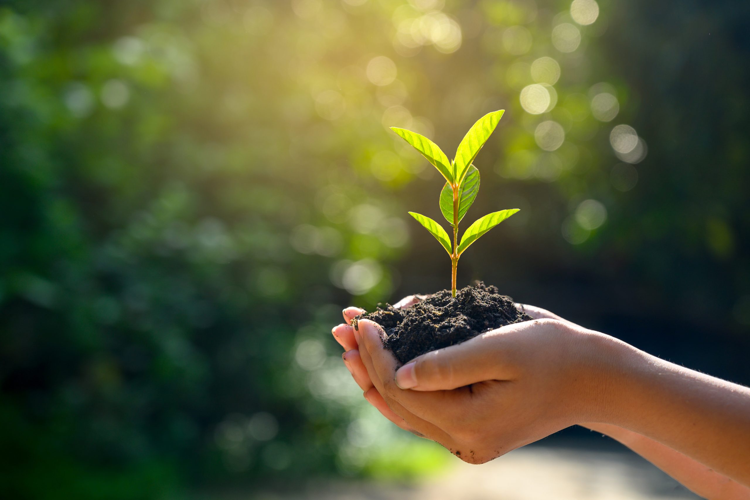 Global Technology Talent Solutions Leader Pledges to Plant 5,000 Trees Around the World